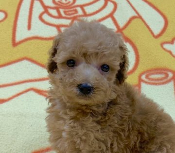 トイプードル(タイニー)【広島県・男の子・2021年8月13日・アプリコット】の写真「💕とても可愛いお顔の男の子✨PRAクリア💕」