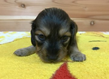 ミニチュアダックスフンド(ロング)【広島県・男の子・2019年8月9日・シェイテッド・イエロー】の写真「💖CH直子！ 綺麗なお顔の男の子💖PRA発症なし✨」