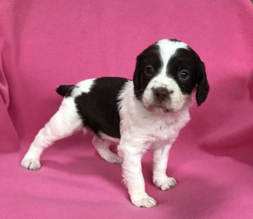 ブリタニースパニエル【広島県・男の子・2018年2月16日・白リバー】の写真「💕米系！可愛いきれいな仔犬です💕」