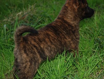 甲斐犬【広島県・男の子・2015年8月23日・赤虎毛】の写真「元気な男の子です(*^^*)」