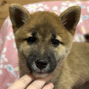 柴犬(豆柴)【広島県・男の子・2023年11月9日・赤】の写真「可愛い男の子🍀」