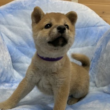 柴犬(豆柴)【広島県・女の子・2022年10月30日・赤】の写真「❤️✨ちっちゃくて可愛い😍GM1発症無し✨❤️」