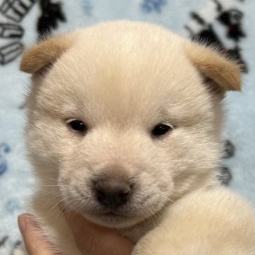 柴犬(豆柴)【広島県・男の子・2023年11月25日・白】の写真「もこもこ男の子😊」