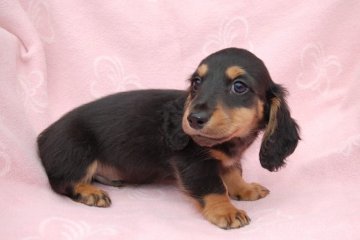 ミニチュアダックスフンド(ロング)【広島県・男の子・2016年1月13日・ブッラク&タン】の写真「綺麗な仔犬です(*^^*)」