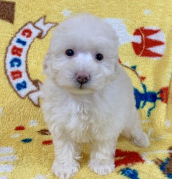 トイプードル(トイ)【広島県・男の子・2020年8月21日・ホワイト】の写真「💕可愛いお顔のホワイト君✨PRA発症なし💕」