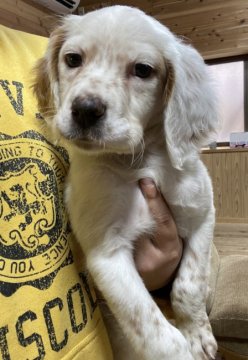 イングリッシュセッター【広島県・男の子・2020年11月15日・白オレンジ】の写真「✨💕イングリッシュセター🍀男の子💕」