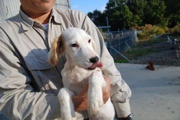 イングリッシュセッター【広島県・女の子・2012年7月18日・白オレンヂ】の写真「」