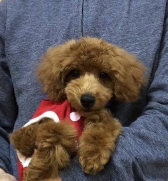 トイプードル(タイニー)【広島県・男の子・2018年8月8日・レッド】の写真「🍀優しいレッド💕可愛いよ🍀✨」