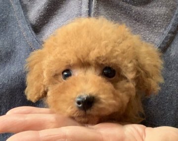 トイプードル(タイニー)【広島県・女の子・2020年3月15日・レッド】の写真「❤️ちっちゃくて可愛い女の子🤗PRAクリア❤️」