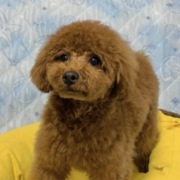 トイプードル(タイニー)【広島県・男の子・2022年12月5日・レッド】の写真「💕可愛いお顔✨☘️✨PRAクリア💕」