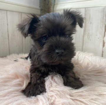 ミニチュアシュナウザー【広島県・女の子・2023年6月11日・ソルト&ペッパー】の写真「✨とっても小さい女の子✨」