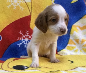 ブリタニースパニエル【広島県・男の子・2018年7月29日・白オレンジ】の写真「💕✨米系！可愛いきれいな仔犬です✨💕」