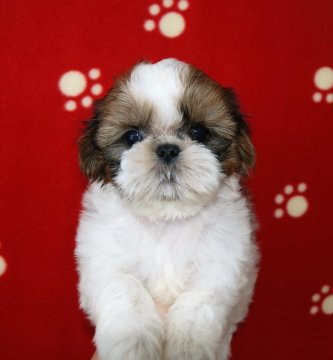 シーズー【広島県・女の子・2016年6月25日・ホワイト&ゴールド】の写真「CH直子！きれいなカラー。ちっちゃいよ(^.^)ｂ」