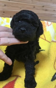 トイプードル(トイ)【広島県・男の子・2018年10月27日・ブラック】の写真「❤️✨ブラックの王子さま❕✨❤️」