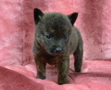 甲斐犬【広島県・男の子・2021年2月7日・黒虎毛】の写真「🍀きれいな黒虎❤️骨格しっかり🍀」
