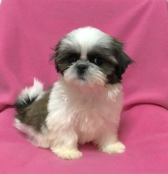 シーズー【広島県・女の子・2018年5月25日・ホワイト&ゴールド】の写真「💕きれいなフレーズの女の子💕ちっちゃいよ✨」