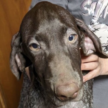 ジャーマン・ポインター【広島県・男の子・2023年7月4日・霜降りリバー班】の写真「🐾ジャーマン・ポインターの男の子🐾」