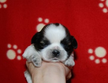 シーズー【広島県・男の子・2015年5月24日・ホワイト&ゴールド】の写真「とても濃い綺麗なカラーです(#^.^#)」