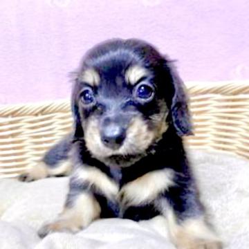 ミニチュアダックスフンド(ロング)【広島県・男の子・2022年7月14日・ブラック&タン】の写真「✨💕人気のブラック&タン💕✨PRAクリア✨」