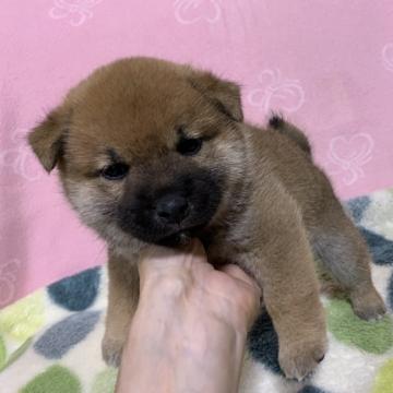 柴犬(豆柴)【広島県・男の子・2022年5月21日・赤】の写真「❤️✨人気の豆柴🍀可愛い男の子✨❤️」