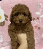 トイプードル(トイ)【広島県・男の子・2023年5月14日・レッド】の写真3