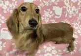 ミニチュアダックスフンド(ロング)【広島県・男の子・2024年3月26日・シェーデッドイエロー】の写真5