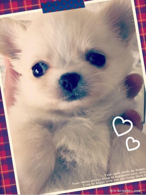 チワワ｜大森　誠(おおもり　まこと)ブリーダー(大阪府・トイプードルなど・JKC登録)の紹介写真3