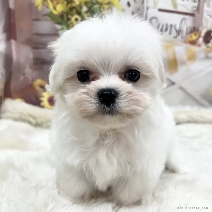 マルチーズ【大阪府・男の子・2025年10月4日・ホワイト】の写真1