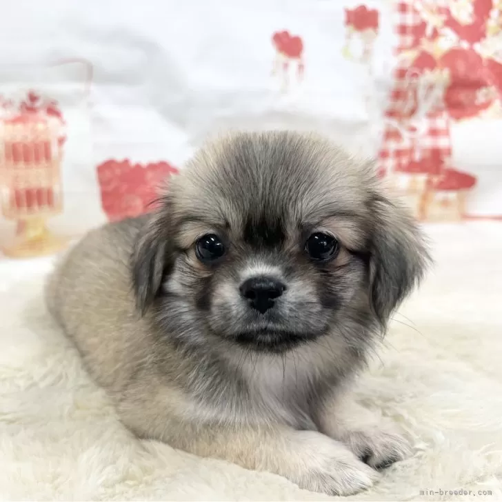 J.S 様のお迎えした子犬