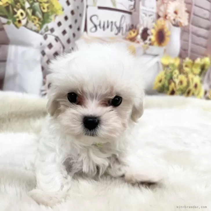 ID：2511-05803の子犬