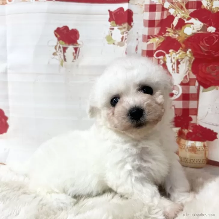 ID：2504-01325の子犬