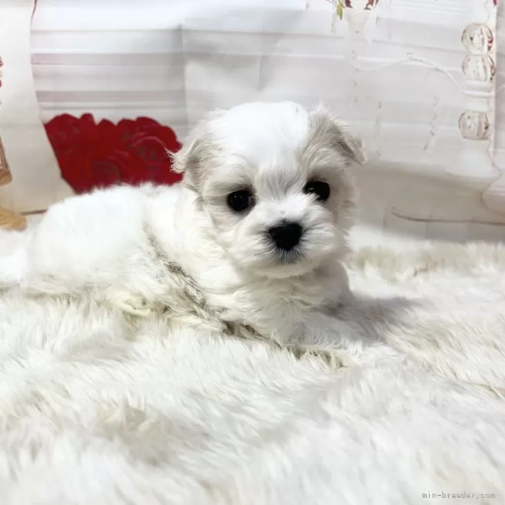 はな 様のお迎えした子犬