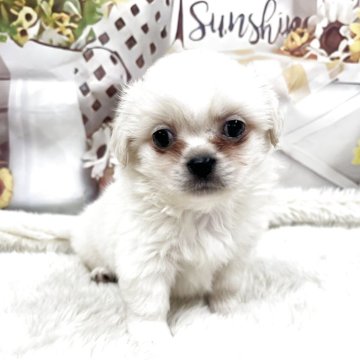 チベタンスパニエル【大阪府・男の子・2025年10月2日・クリーム】の写真「しっかりボディの男の子」