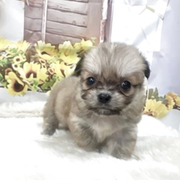 チベタンスパニエル【大阪府・男の子・2025年8月25日・フォーン】の写真「久々のチベタンスパニエルBaby」