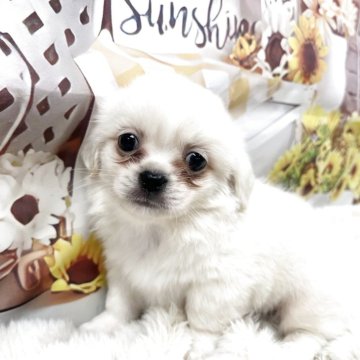 チベタンスパニエル【大阪府・男の子・2025年10月2日・クリーム】の写真「しっかりボディの男の子」