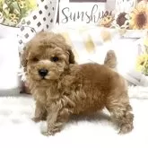 タイニープードル