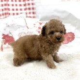 トイプードル(タイニー)