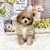 タイニープードル