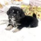 チベタンスパニエル