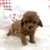 トイプードル(タイニー)