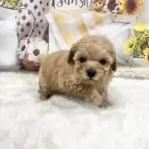 ティーカッププードル