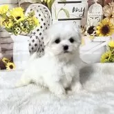 マルチーズ