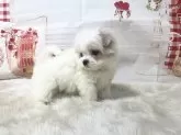 マルチーズ【大阪府・女の子・2024年12月13日・ホワイト】の写真2
