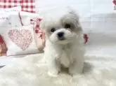 マルチーズ【大阪府・女の子・2024年12月13日・ホワイト】の写真4