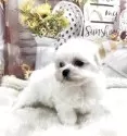マルチーズ【大阪府・男の子・2025年10月4日・ホワイト】の写真5