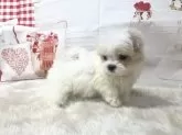 マルチーズ【大阪府・女の子・2024年12月13日・ホワイト】の写真5