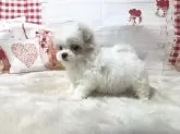 マルチーズ【大阪府・女の子・2024年12月13日・ホワイト】の写真6