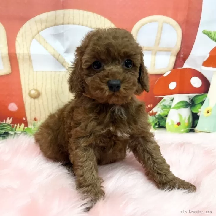 ID：2408-08707の子犬