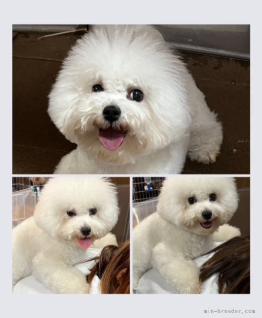 ビションフリーゼ【・男の子・2022年1月15日・ホワイト】