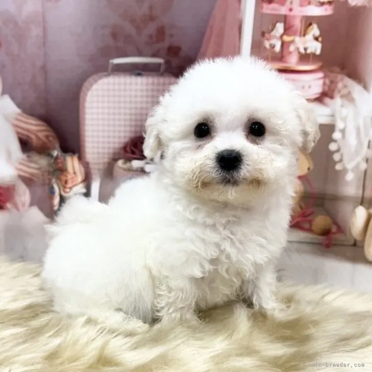 ID：2301-02971の子犬